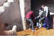 واکسیناسیون رایگان دام ها توسط دامپزشکی در کبودرآهنگ به مناسبت هفته بسیج 